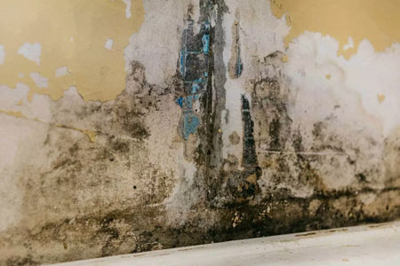 Mold remediation and  mold damage