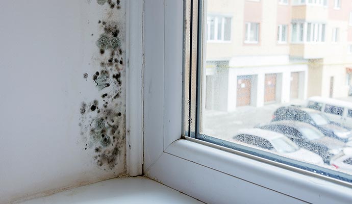 Mold in DFW Homes From Water Damage