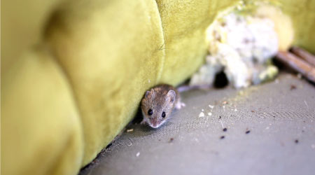 Rodent Dropping Cleanup & Sanitation in Dallas