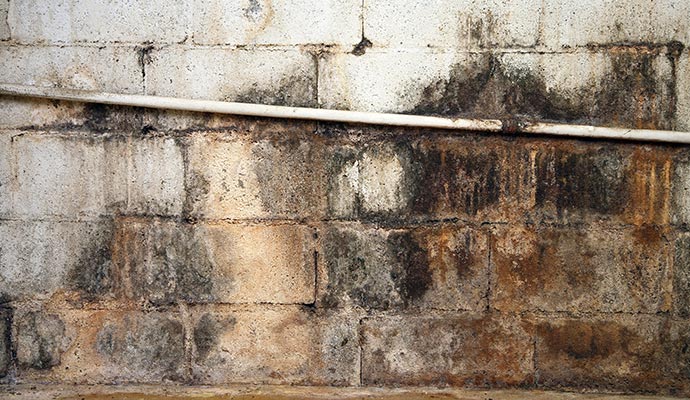 Black Mold Remediation