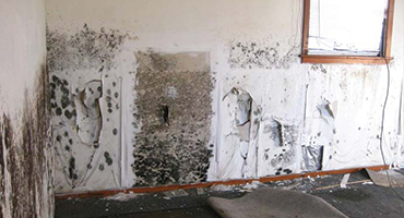 Mold Remediation