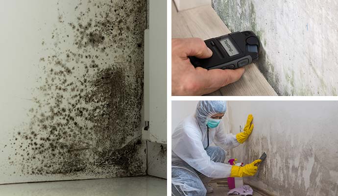 Collage of black mold testing and remediation