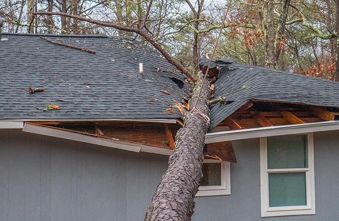 fallen tree on the house-roof
