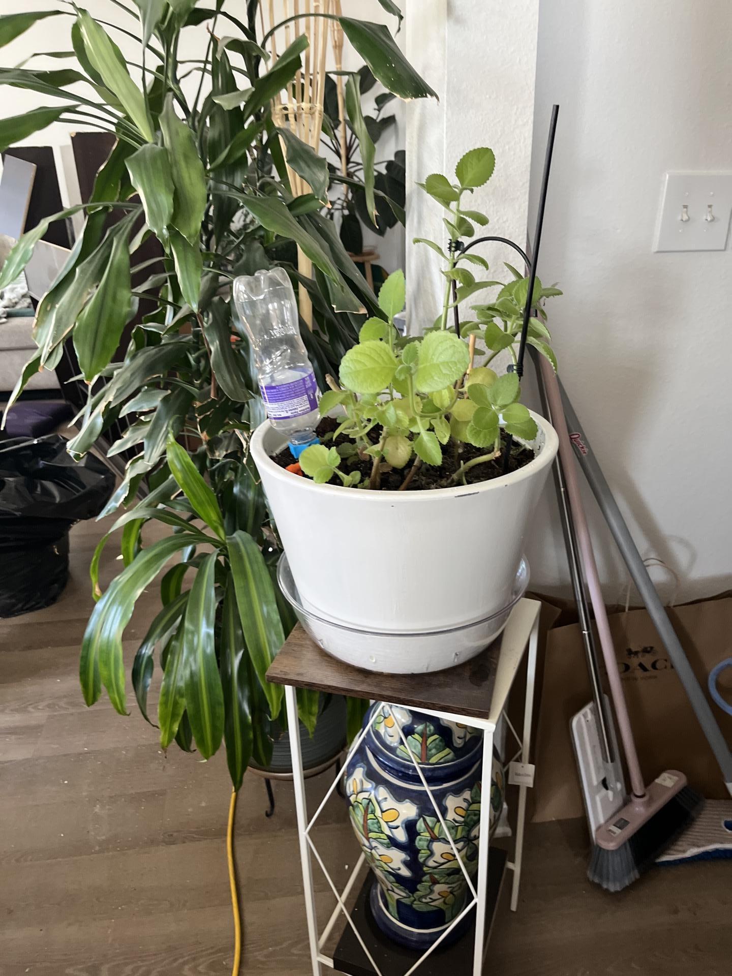 Potted plants and cleaning tools in a living area, indicating ongoing cleanup and restoration after fire damage.