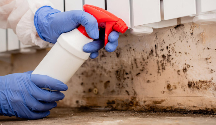 Mold Decontamination