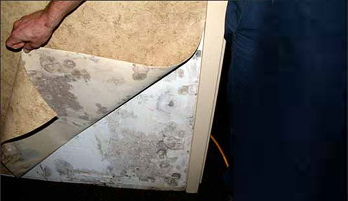 wallpaper pulled away to expose black mold and moisture