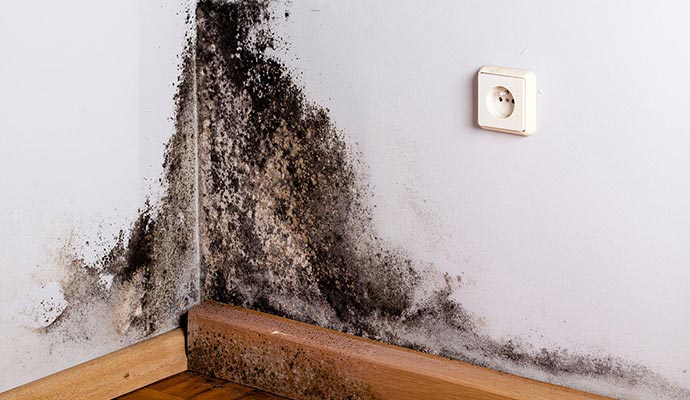 black mold damage inside wall