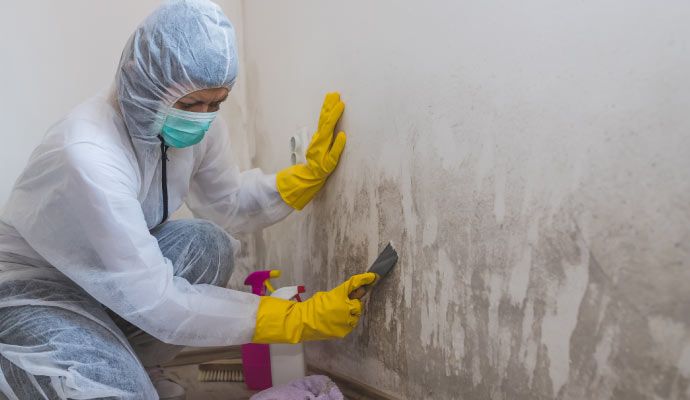 Professional mold cleaning service