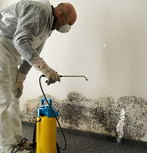 Professional spraying on molded wall Professional mold cleanup service