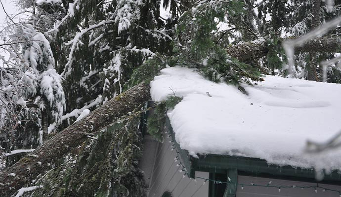 Fallen tree on snowy roof