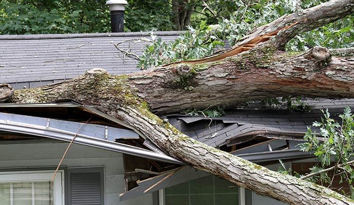 Fallen Tree on House Roof