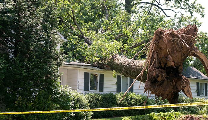 Uprooted tree on house roof