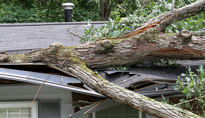 Fallen tree on house roof due to wind