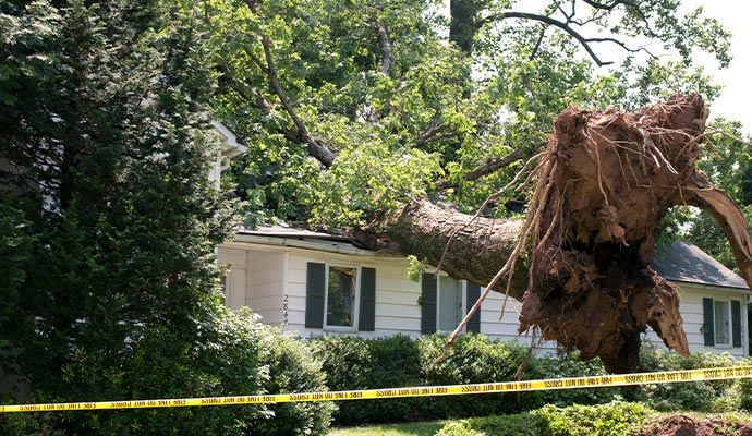 A home with significant roof damage caused by uprooted trees during a high-wind event