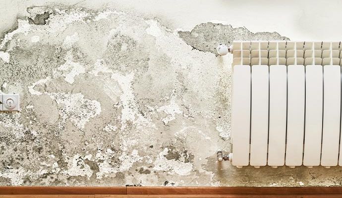 White wall mold structural damage White wall mold structural damage