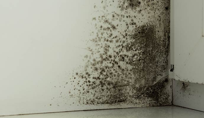 Visible black mold on the corner of the wall