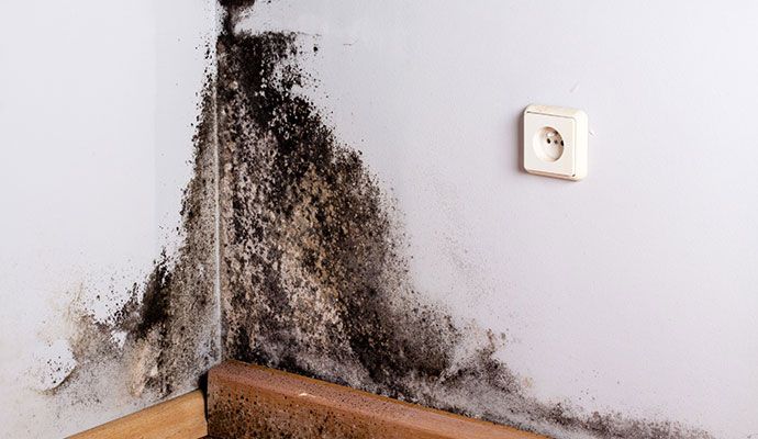 Black mold growth on wall corner