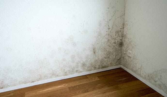 Black mold growth on walls after water damage