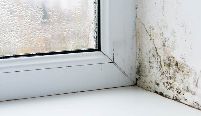 Mold growth on wall near window