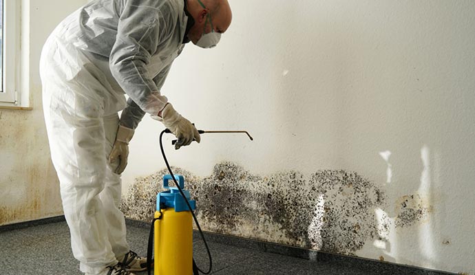 Mold remediation service Mold remediation service