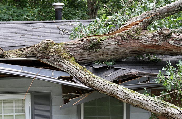 Fallen tree on the house